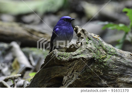 棲息在泰國和越南熱帶雨林中的美麗藍色白尾捕蠅器 棲息在泰國和越南熱帶雨林中的美麗藍色白尾捕蠅器 91631370