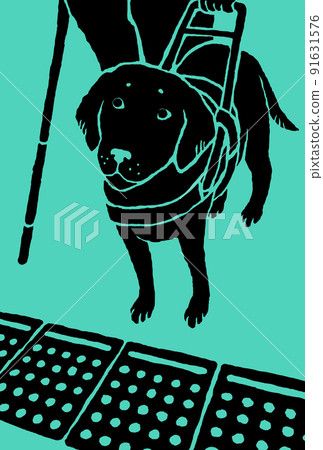導盲犬 導盲犬 91631576