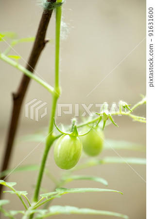 Home garden harvest garden mini tomato planter petit tomato red farm rental farm tourist farm sapling 91631600