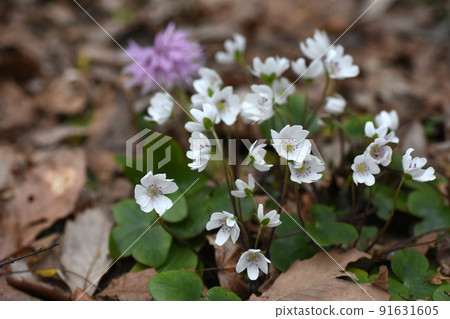 野尻高原大學村的肝花盛開 91631605