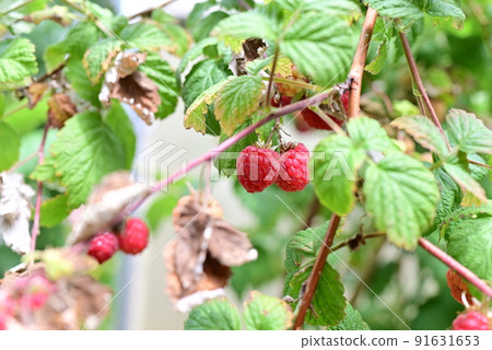 Ripe rashberries on the bush with a various of focus 91631653