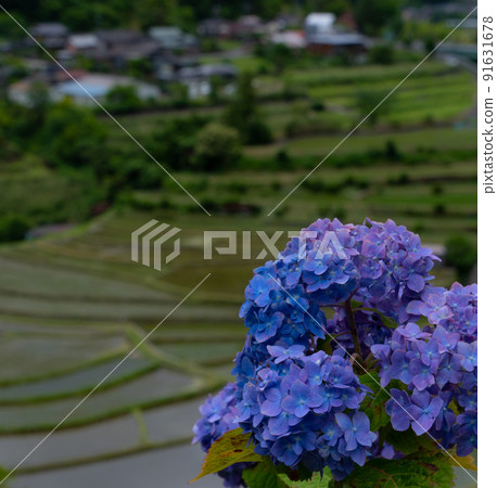 Scenery of Aragijima in early summer Shimizu, Aridagawa-cho, Arida-gun, Wakayama Prefecture 91631678