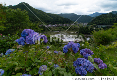 Scenery of Aragijima in early summer Shimizu, Aridagawa-cho, Arida-gun, Wakayama Prefecture 91631681