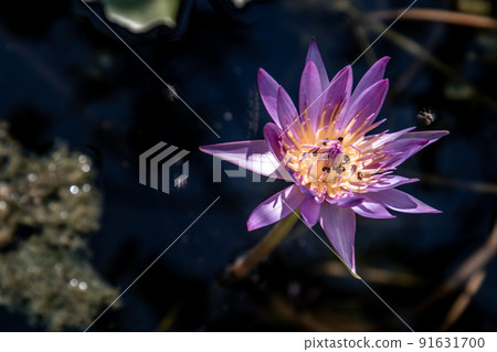 Blooming light purple fancy waterlily or lotus flower with a little bees and flys inside of lotus. 91631700
