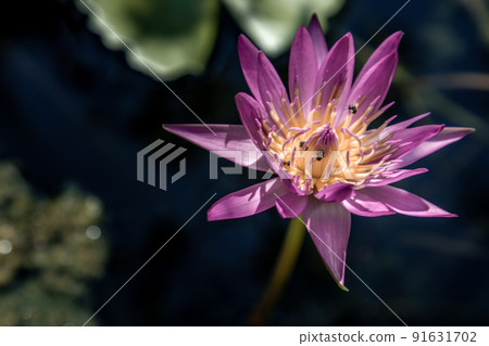 Blooming light purple fancy waterlily or lotus flower with a little bees and flys inside of lotus. Blooming light purple fancy waterlily or lotus flower with a little bees and flys inside of lotus. 91631702