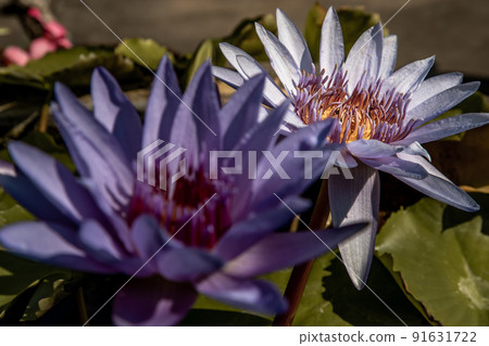 The lotus flower blooms at the pond with green leaves.on the back there is a light Purple lotus flower. 91631722