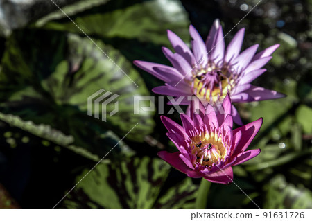 Blooming light purple fancy waterlily or lotus flower with a little bees and flys inside of lotus. 91631726