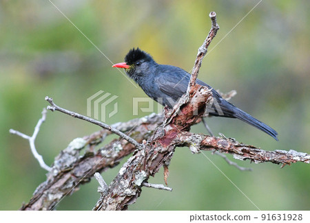 台灣和泰國國家公園發現黑色野鳥 台灣和泰國國家公園發現黑色野鳥 91631928