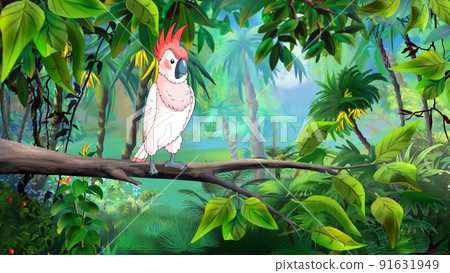 Cockatoo parrot in the rainforest 91631949