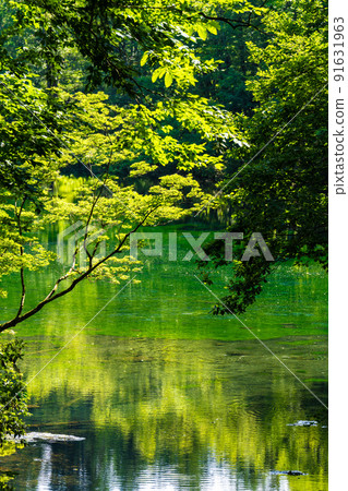 Dragon is a hollow pond Dragon is a hollow pond 91631963