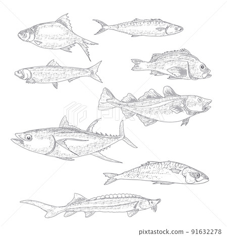 A collection of fish in vintage style A collection of fish in vintage style 91632278