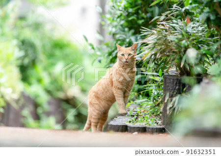 A walking cat, a fresh green tea tiger A walking cat, a fresh green tea tiger 91632351
