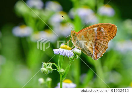 Argynnis sagana，一種有著美麗橙色羽毛的蝴蝶，為輕井澤等初夏的高原上色 91632413