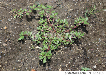 可食用雜草馬齒莧 91632418