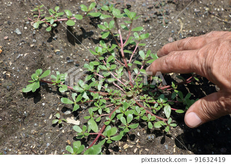 可食用雜草馬齒莧 91632419