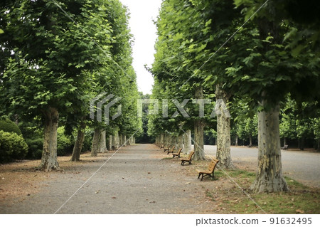 公園內綠樹成蔭的街道和長椅 91632495