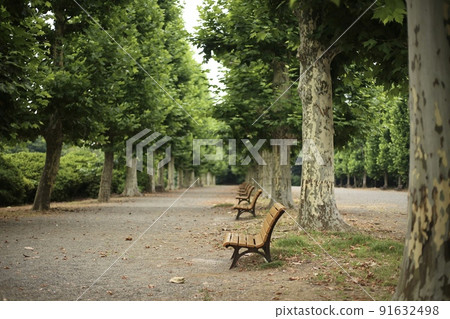 公園內綠樹成蔭的街道和長椅 91632498