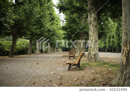 公園內綠樹成蔭的街道和長椅 公園內綠樹成蔭的街道和長椅 91632499