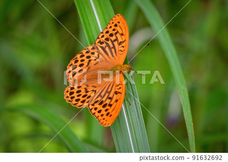 銀洗貝母，初夏來到高原繡線菊花上的美麗橙色蝴蝶 91632692