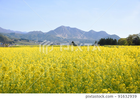 長野縣飯山市的名勝油菜花公園 長野縣飯山市的名勝油菜花公園 91632939