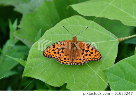 高棕貝母，一隻美麗的橙色蝴蝶，在暑假期間為輕井澤和日光的草原上色 91633247