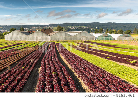 Lettuce field and greenhouses on Reichenau Island, Lake Constance, Baden-Wuerttemberg, Germany Lettuce field and greenhouses on Reichenau Island, Lake Constance, Baden-Wuerttemberg, Germany 91633461