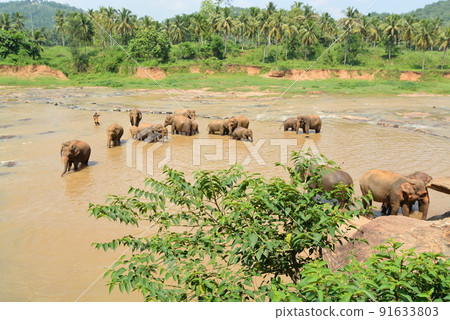 斯里蘭卡雕像 91633803