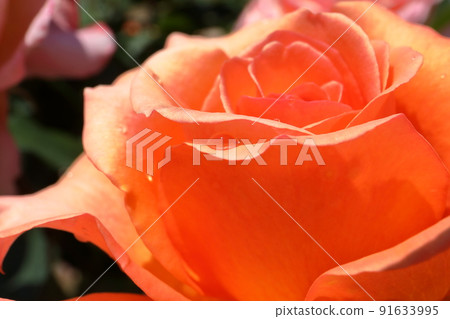 Owada Shinden, Yachiyo City, Chiba Prefecture Rose famous place Keisei Rose Garden rose "Albrecht Durer Rose" close-up Owada Shinden, Yachiyo City, Chiba Prefecture Rose famous place Keisei Rose Garden rose "Albrecht Durer Rose" close-up 91633995