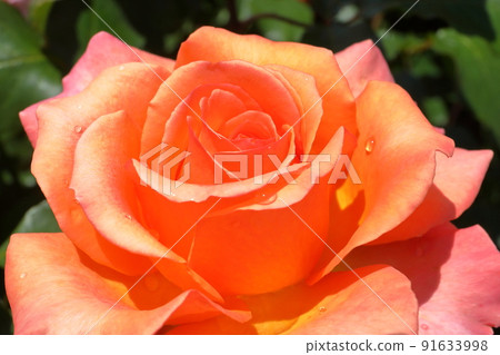 千葉縣八千代市小和田新田玫瑰名勝京成玫瑰園玫瑰“阿爾布雷希特杜勒玫瑰”特寫 91633998