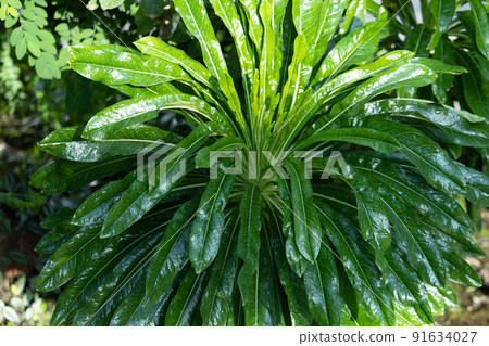 Large leaves spreading in a radial pattern, Asplenium antiquum, green in the city Large leaves spreading in a radial pattern, Asplenium antiquum, green in the city 91634027