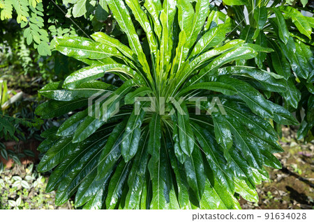 大葉呈放射狀散開,Asplenium antiquum,城市綠 大葉呈放射狀散開,Asplenium antiquum,城市綠 91634028