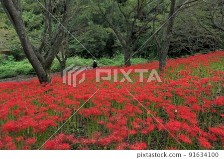 Cluster amaryllis in the forest 91634100