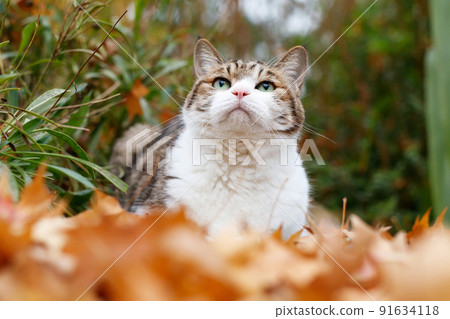 寵物印花布貓 91634118