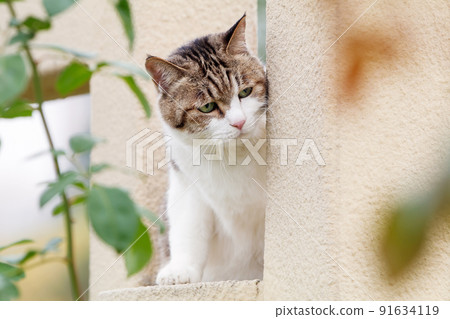 Pet calico cat 91634119