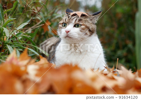 Pet calico cat 91634120