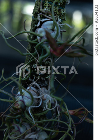 Airplants Himekino Airanas that stretches leaves like cerebral arteries Green in the city 91634133