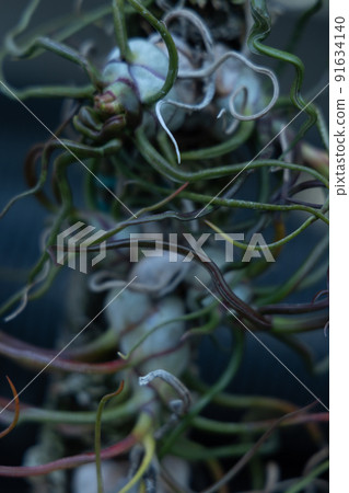 Airplants Himekino Airanas that stretches leaves like cerebral arteries Green in the city 91634140