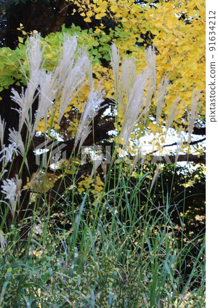 Ginkgo and Japanese pampas grass autumn image Ginkgo and Japanese pampas grass autumn image 91634212