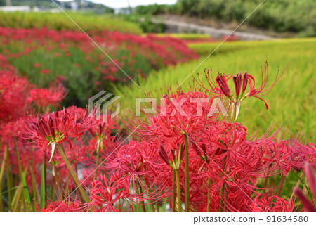 在葛城之裡聚集孤挺花 91634580