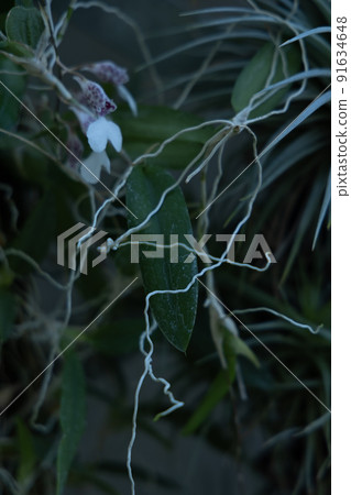 像水母觸鬚一樣長出纖細根部的植物 綠色在都市 像水母觸鬚一樣長出纖細根部的植物 綠色在都市 91634648