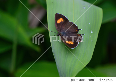 Beautiful blue-green and orange butterflies that decorate the forests of the plateaus of early summer such as Karuizawa, Mesukamidori Shijimi 91634680