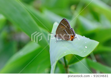 Beautiful blue-green and orange butterflies that decorate the forests of the plateaus of early summer such as Karuizawa, Mesukamidori Shijimi 91634681