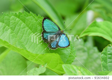 Midori Shijimi, a beautiful green butterfly found in familiar nature such as thickets and parks 91634802