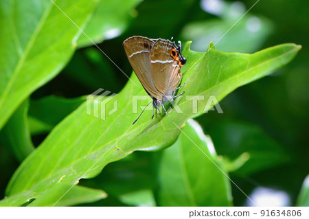 Midori Shijimi, a beautiful green butterfly found in familiar nature such as thickets and parks 91634806