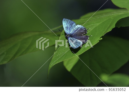 Favonius orientalis,一種美麗的藍綠色蝴蝶,在初夏的灌木叢和公園熟悉的大自然中發現 Favonius orientalis,一種美麗的藍綠色蝴蝶,在初夏的灌木叢和公園熟悉的大自然中發現 91635052