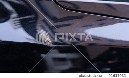 粘在汽車上的毛蟲幼蟲害蟲 91635083