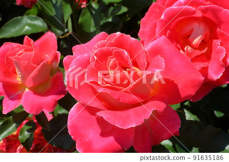 千葉縣八千代市小和田新田玫瑰名勝京成玫瑰園玫瑰特寫 91635186