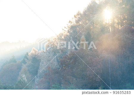 A landscape of morning light shining into the midwinter forest (around the Onhara Plateau) 91635283