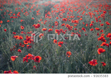 Red poppies close-up on an endless field with beautiful sunlight Red poppies close-up on an endless field with beautiful sunlight 91635383