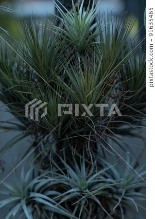 陸地上的海葵 即使在房間裡也可以享用的植物 城市中的綠色空氣植物 陸地上的海葵 即使在房間裡也可以享用的植物 城市中的綠色空氣植物 91635465